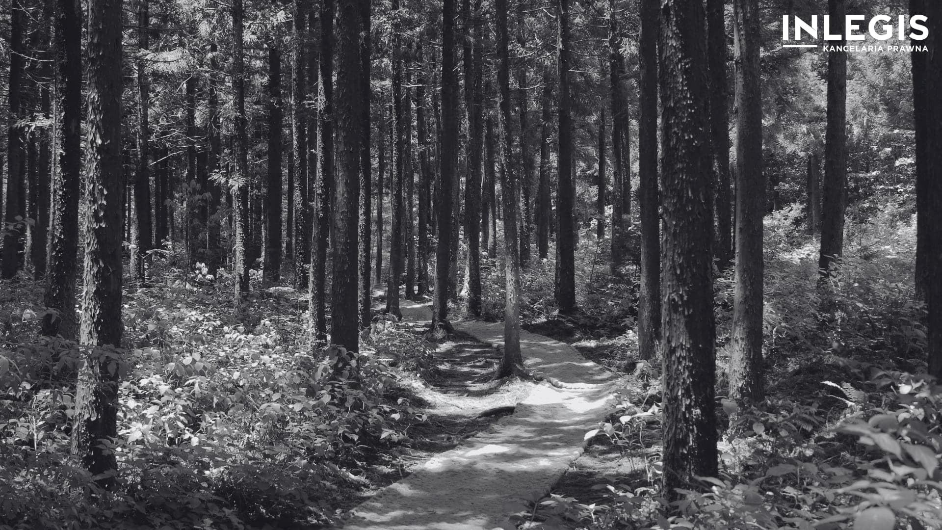 Wywłaszczenie nieruchomości leśnych – jak przebiega wycena.jpg